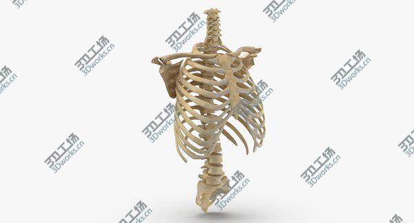 images/goods_img/20210312/3D Real Human Rib Cage Spine Calvicle and Scapula Bones Anatomy 01 model/2.jpg